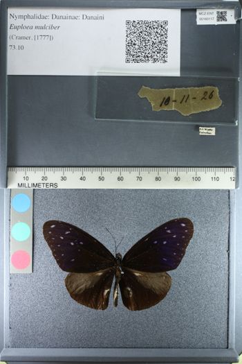 Media type: image;   Entomology 160117